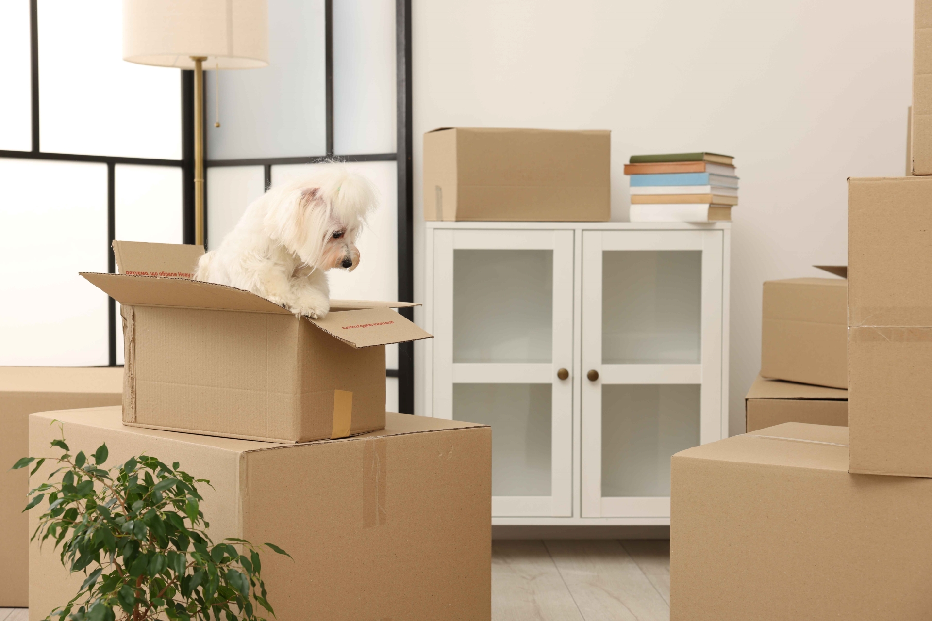 Moving Pets to the Canary Islands in 2026: Rules, Timelines & Mistakes Buyers Cannot Afford to Make | Canarian Properties