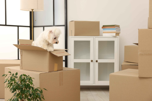 Moving Pets to the Canary Islands in 2026: Rules, Timelines & Mistakes Buyers Cannot Afford to Make | Canarian Properties