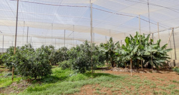 1 Bed  Country House/Finca for Sale, Guimar, Tenerife - TP-10547