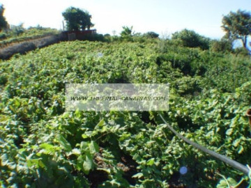  Land for Sale, La Orotava, Tenerife - IC-70513