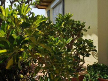 3 Bed  Villa/House for Sale, Las Palmas, Playa del Inglés, Gran Canaria - DI-16795