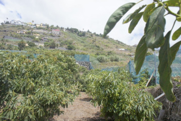  Villa/House for Sale, El Sauzal, Tenerife - IC-VTR10709