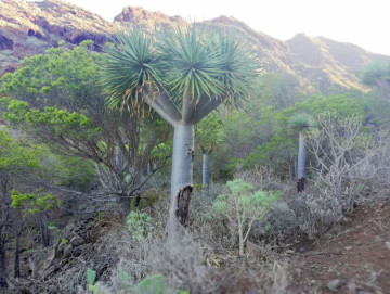  Country House/Finca for Sale, San Cristóbal de La Laguna, Santa Cruz de Tenerife, Tenerife - PR-RUS0019VSS