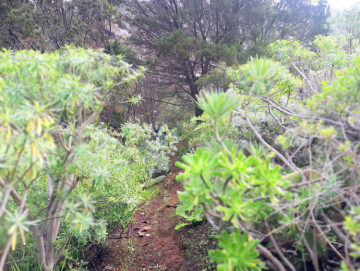  Country House/Finca for Sale, San Cristóbal de La Laguna, Santa Cruz de Tenerife, Tenerife - PR-RUS0019VSS