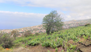  Land for Sale, Santa Ursula, Tenerife - IC-VTR11480