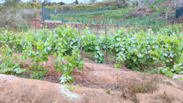  Land for Sale, Santa Ursula, Tenerife - IC-VTR11480