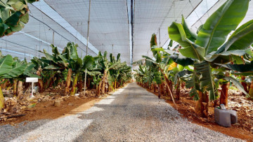 5 Bed  Commercial for Sale, Galdar, LAS PALMAS, Gran Canaria - BH-13883-JMZ-2912