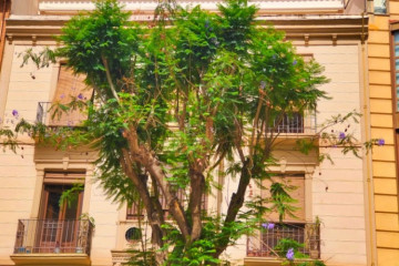 13 Bed  Villa/House for Sale, Eastern area, La Palma - LP-LP115