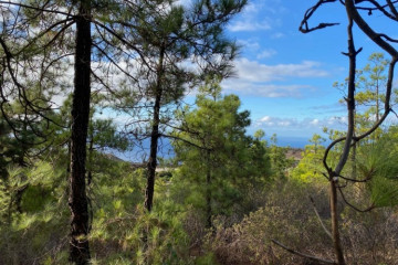  Villa/House for Sale, Pinto, Puntagorda, La Palma - LP-P110