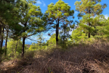  Villa/House for Sale, Pinto, Puntagorda, La Palma - LP-P110