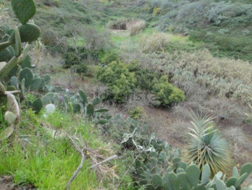 2 Bed  Villa/House for Sale, Las Palmas, Moya-Santa Maria de Guia, Gran Canaria - DI-11027
